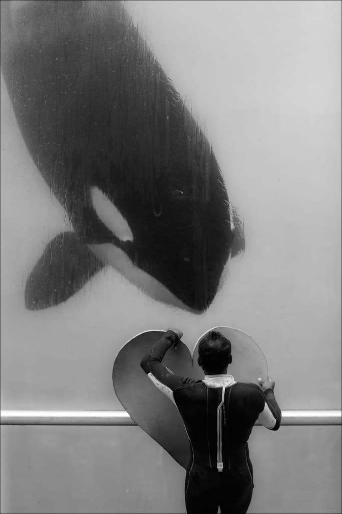 Orca Contact Variation2 | www.fotografik33.com Un orque et s… | Flickr