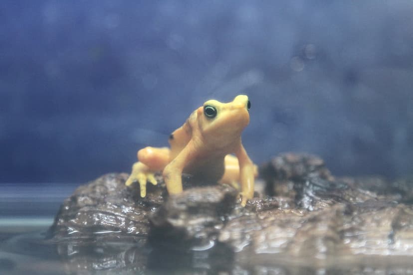 Golden Poison Dart Frog (Phyllobates terribilis) | Cape May … | Flickr