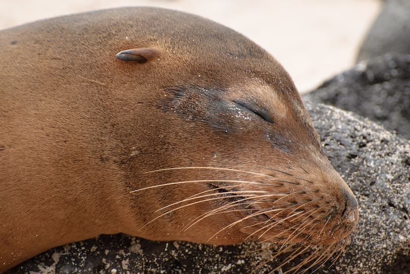 sea lion face | oliver.dodd | Flickr