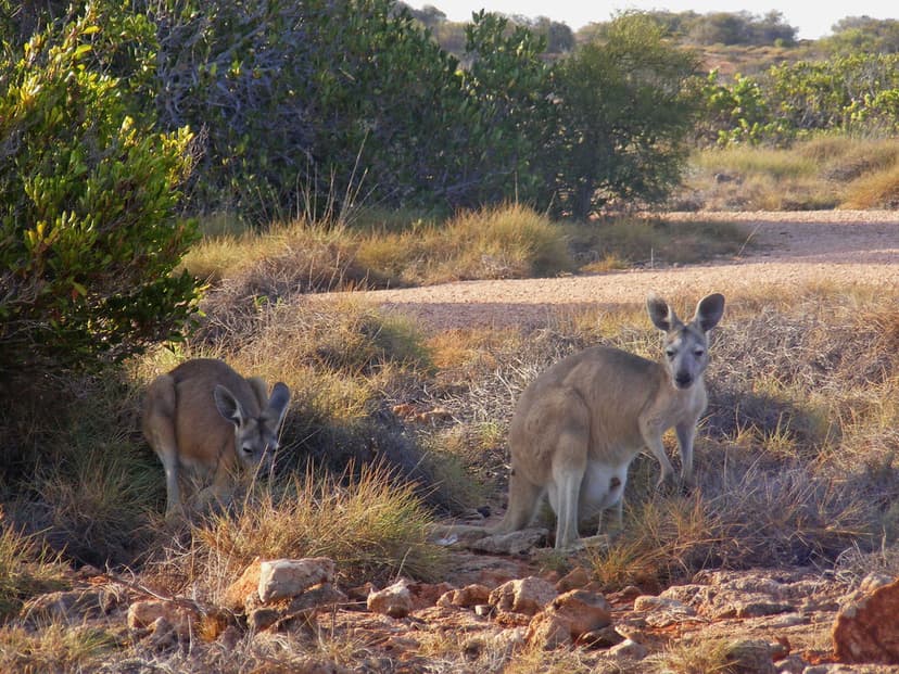 Macropodidae>Macropus rufus Red Kangaroo 0050 | Kingdom=Anim… | Flickr