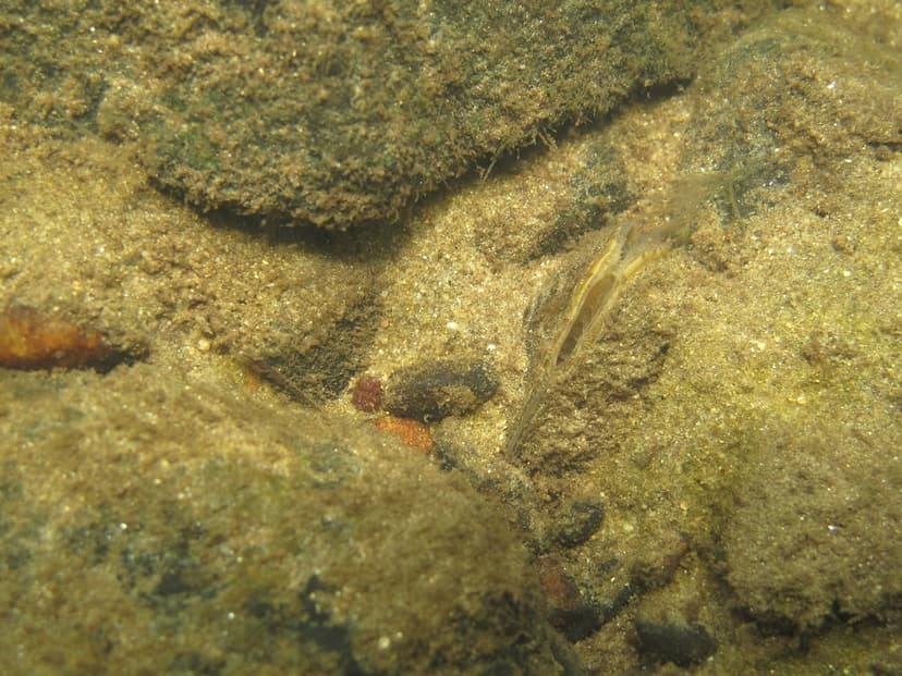 Freshwater mussel on the stream bottom | Freshwater mussels … | Flickr