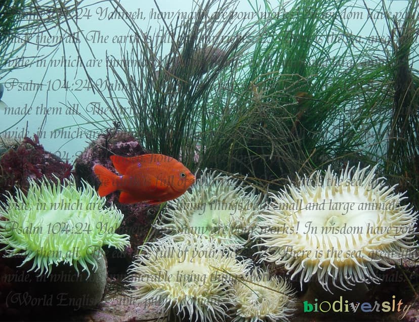 Monterey, CA aquarium, biodiversity, fish and sea anemones… | Flickr