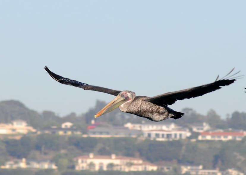 Brown Pelican (Pelecanus occidentalis), San Diego-La Jolla… | Flickr