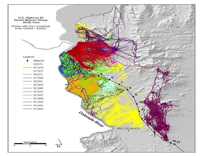Bighorn sheep migration | Arizona Department of Transportation ...