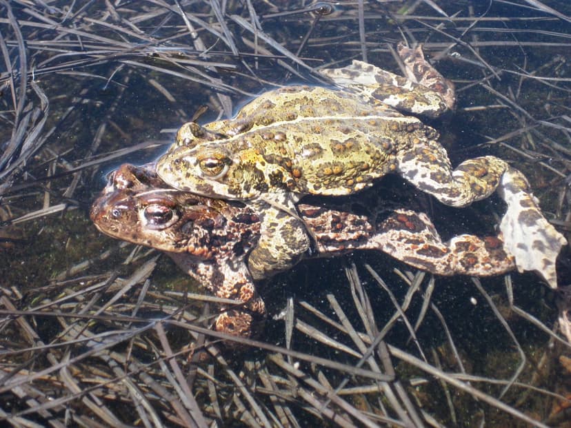 Western toads | Research has shown that amphibians, such as … | Flickr