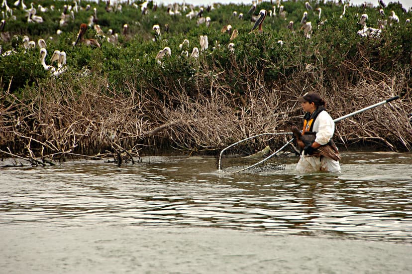 near Mandalay National Wildlife Refuge, LA | USFWS employee … | Flickr