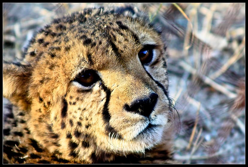 Cheetah at Hoedspruit Endangered Species Centre | The cheeta… | Flickr