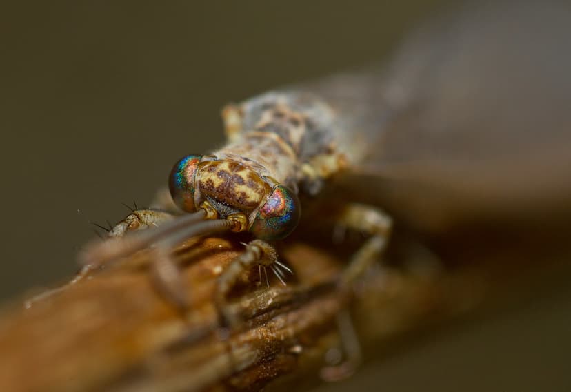 Adult Antlion (Myrmecaelurus trigrammus) | So that is what a… | Flickr