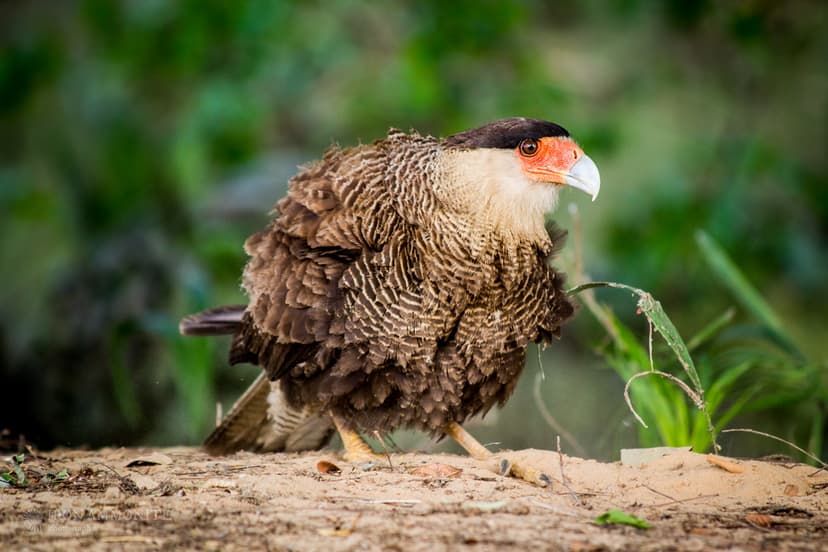 Dust Bathing Caracara-5.jpg | The northern crested caracara … | Flickr