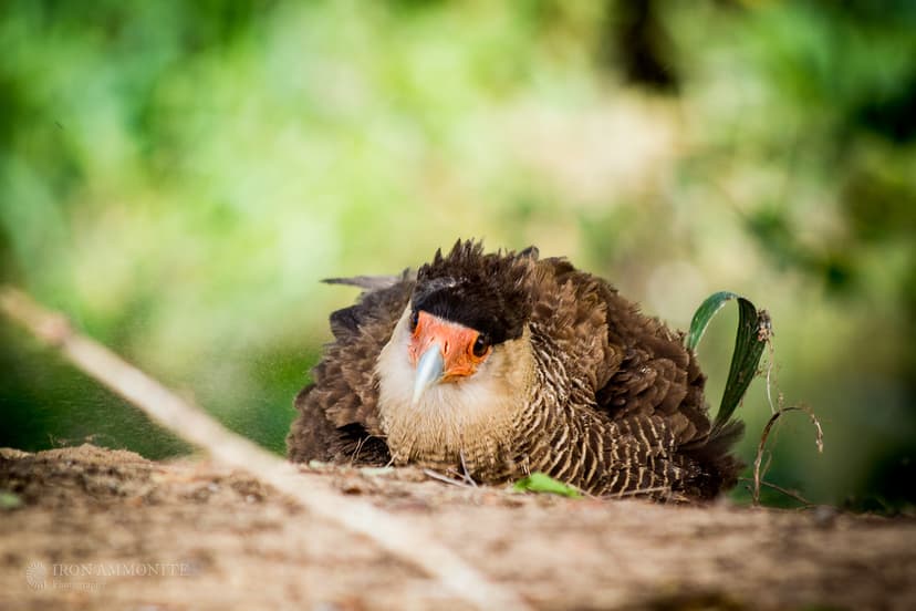 Dust Bathing Caracara-8.jpg | The northern crested caracara … | Flickr