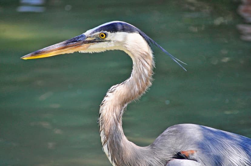 Great Blue Heron (Ardea herodias) | The Great Blue Heron (Ar… | Flickr