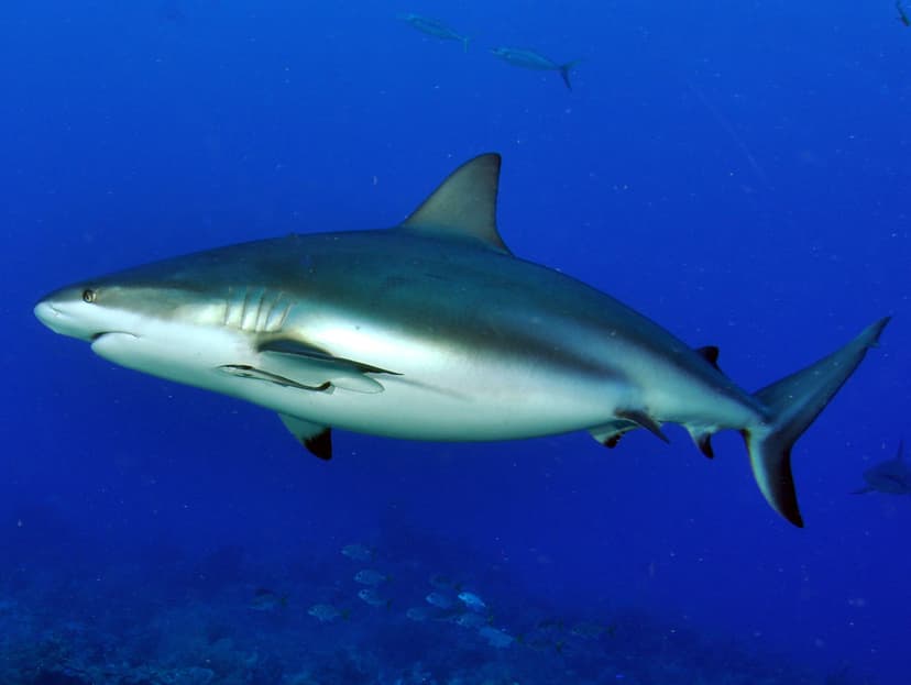 Stop the insane slaughter!! | Sharks play an important role … | Flickr