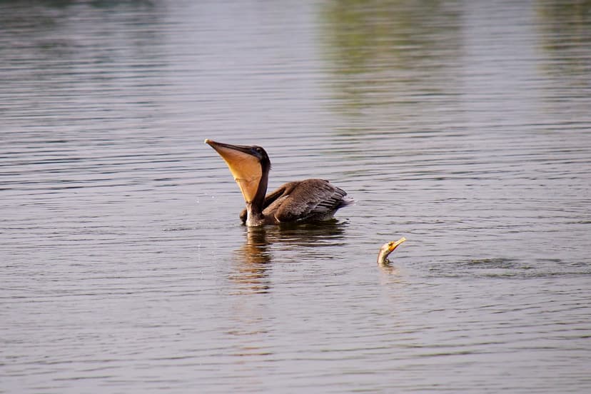 Pelican and Cormorant on Almaden Lake | Don DeBold | Flickr