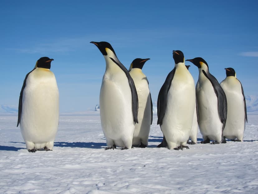 emperor penguins | Emperor penguins, Cape Evans Antarctica, … | Flickr