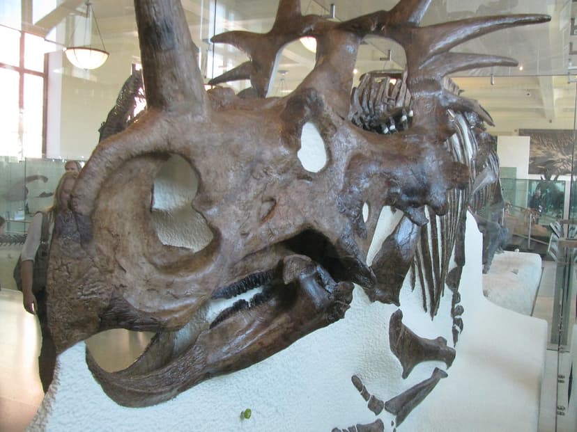 Styracosaurus | An impressive horned dinosaur. | Eden, Janine and ...