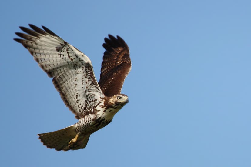 Juvenile Red-tailed Hawk | Juvenile Red-tailed Hawk (Buteo j… | Flickr