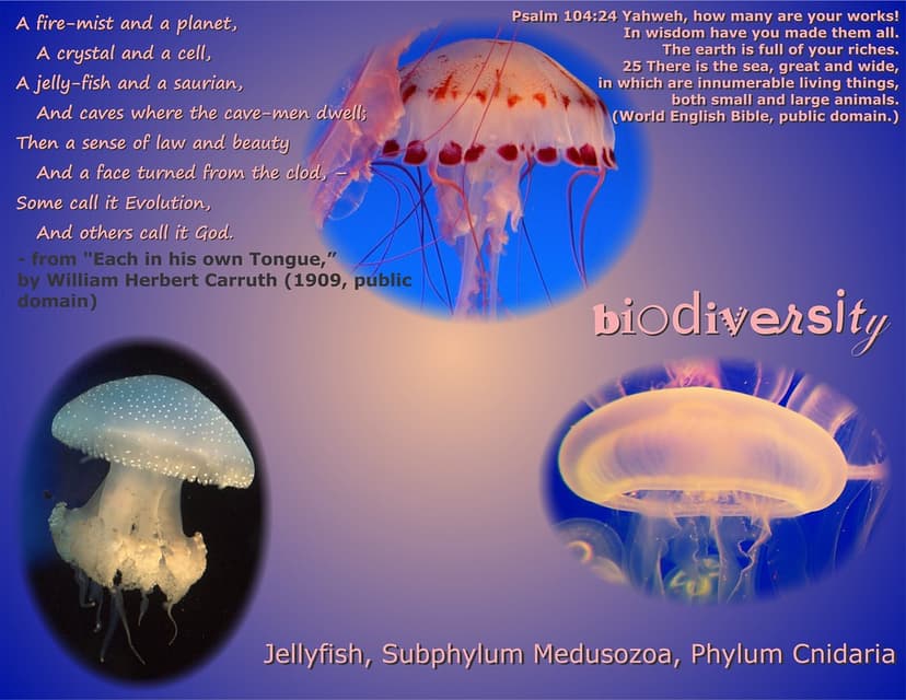 Psalm 104 biodiversity poster: jellyfish, Cnidaria: Meduso… | Flickr