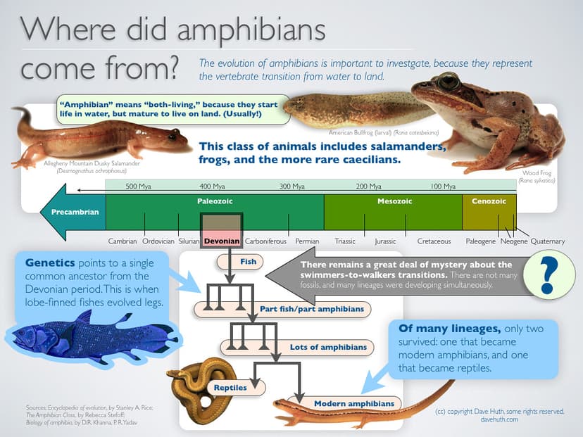 Visual Explainer: Amphibian Evolution | An infographic poste… | Flickr