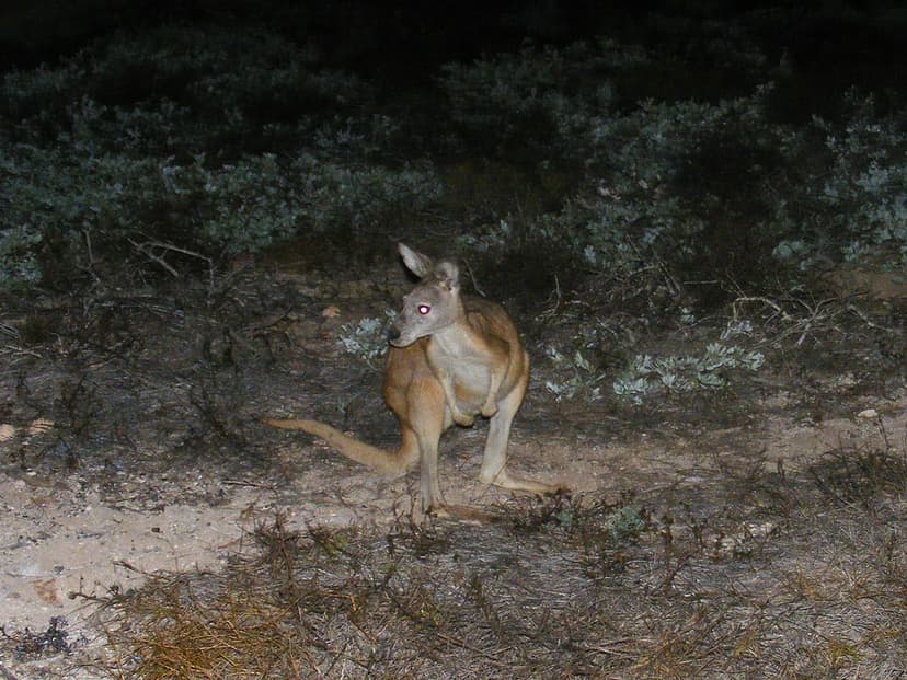 Macropodidae Macropus rufus Red Kangaroo 0060 | Kingdom=Anim… | Flickr
