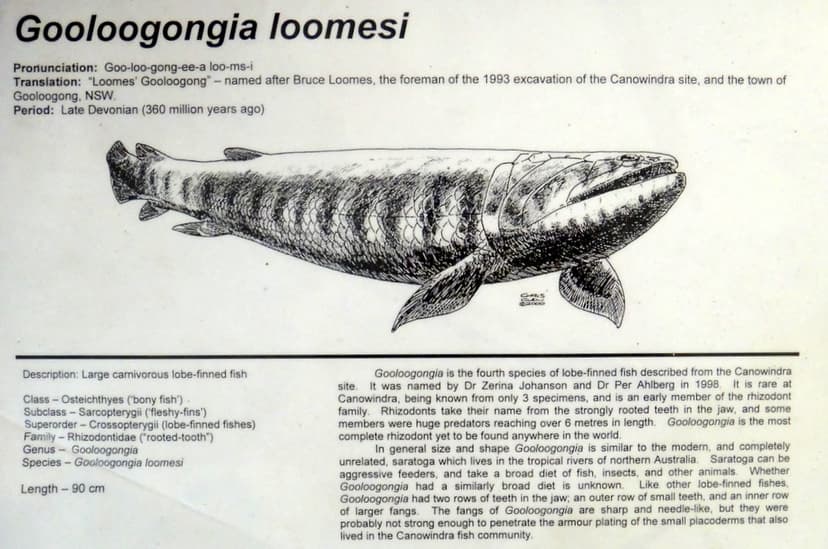 Gooloogongia loomesi | Fossil fish found at Canowindra DSC00 ...