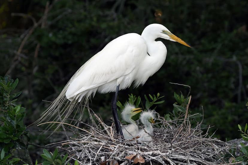 Great Egret on nest with chicks | Great Egret (Ardea alba) o… | Flickr