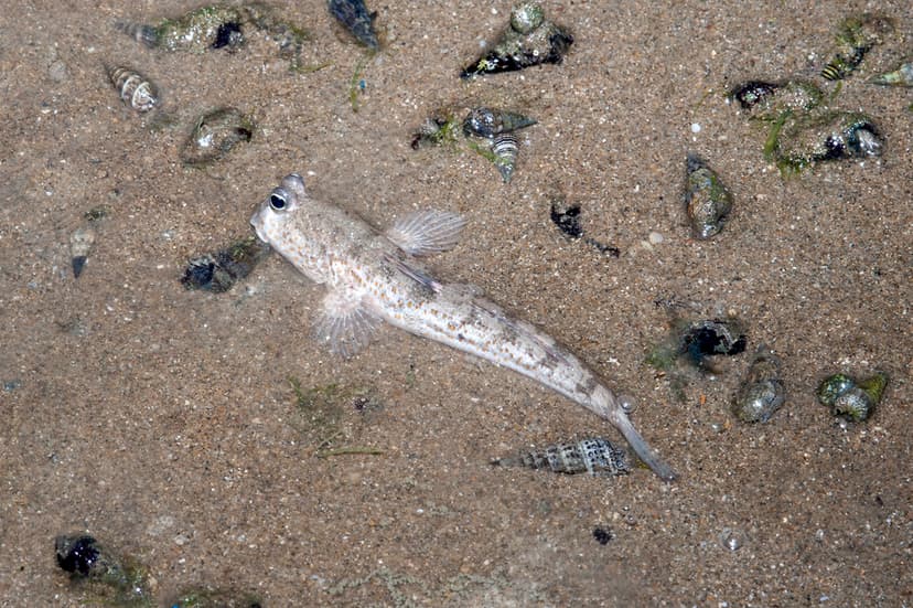 Oil-slicked Tanah Merah: Gold-spotted mudskipper (Periopht… | Flickr