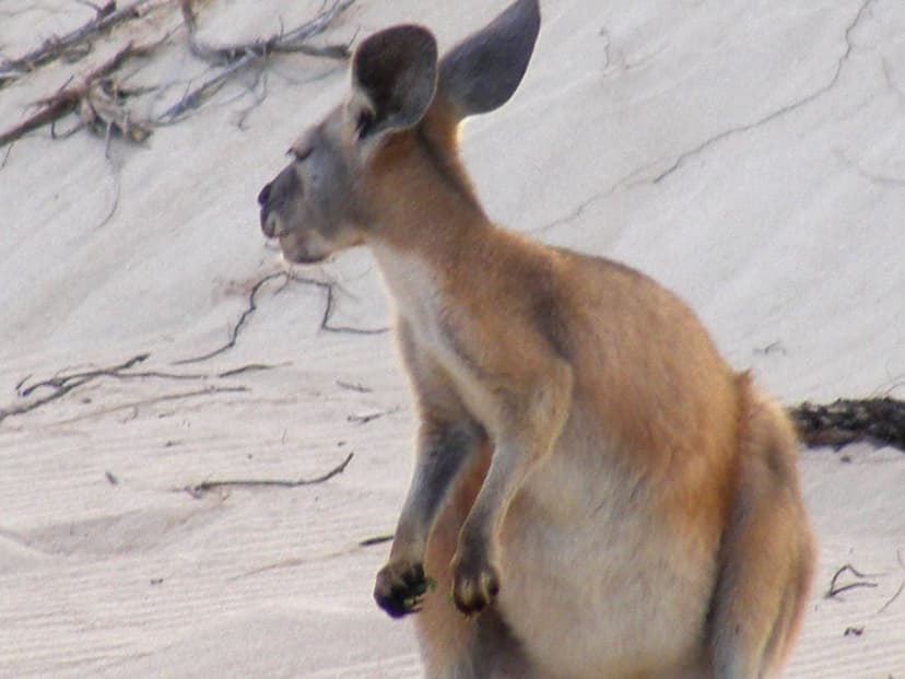 Macropodidae>Macropus rufus Red Kangaroo 0038 | Kingdom=Anim… | Flickr