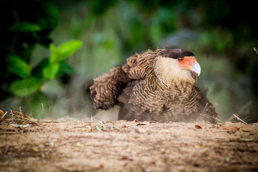 Dust Bathing Caracara-4.jpg | The northern crested caracara … | Flickr