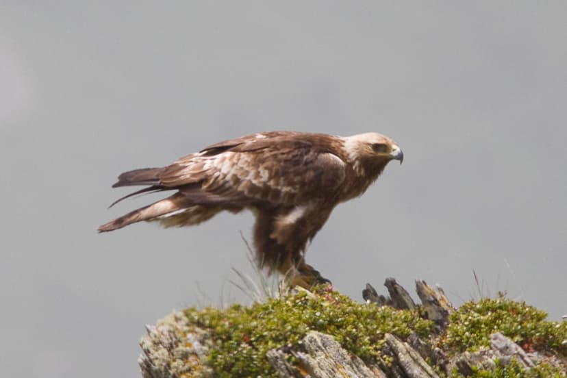Golden Eagle 110624 Aquila chrysaetos | Now I was getting cl… | Flickr