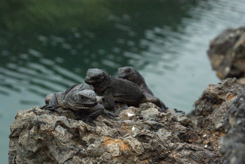 File:Juvenile Marine Iguanas (Amblyrhynchus cristatus) on Isabela ...