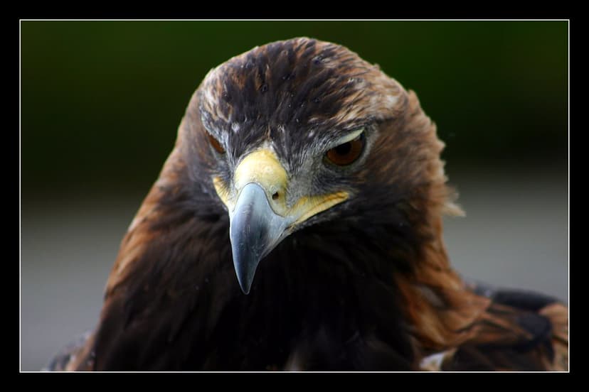 Eagle in the Altai area | kanglapass | Flickr