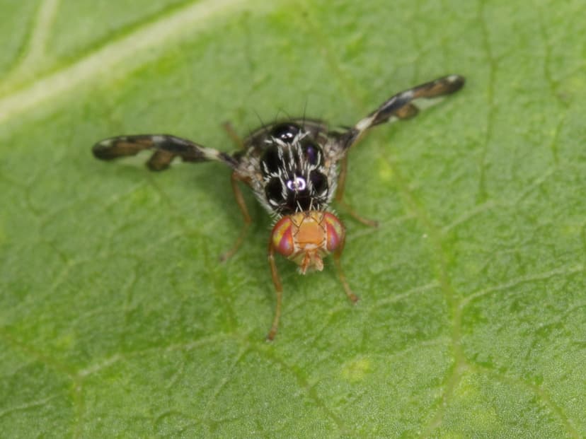 peacock fly - Bohrfliege (Diptera: Tephritidae) | Phylum: Ar… | Flickr