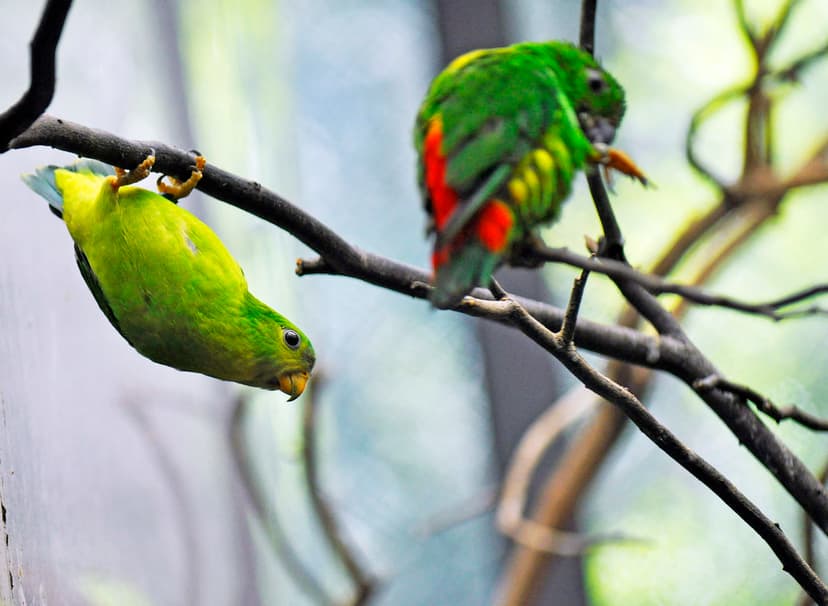 Blue-crowned Hanging Parrot (Loriculus galgulus) female | Flickr