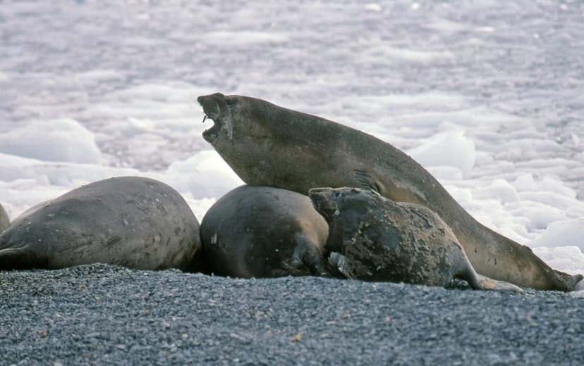 Southern Elephant Seals (Mirounga leonina), Antarctic Peni… | Flickr