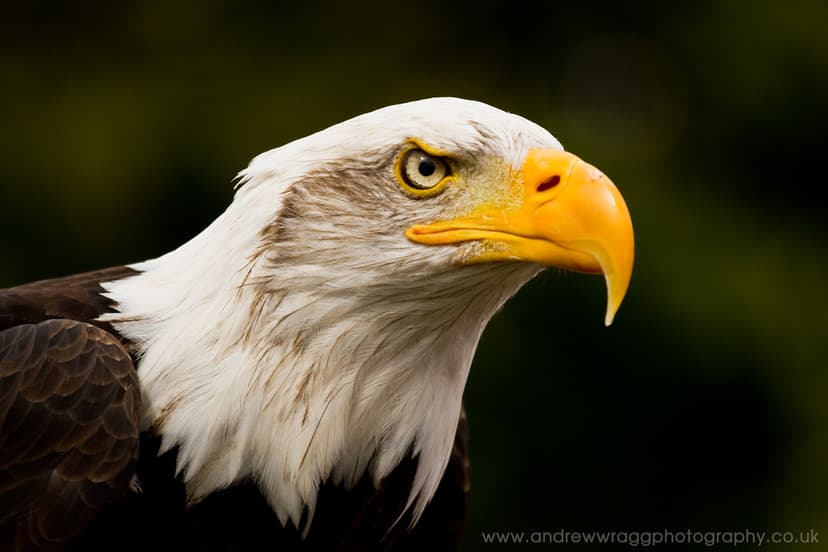 Bald Eagle at the Hawk Conservancy Trust | A Bald Eagle at t… | Flickr