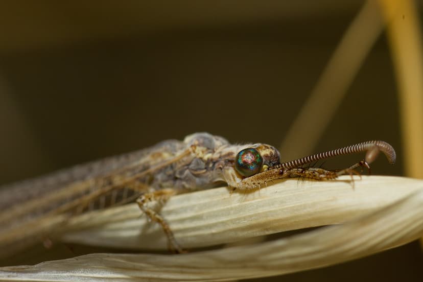 Adult Antlion (Myrmecaelurus trigrammus) | So that is what a… | Flickr
