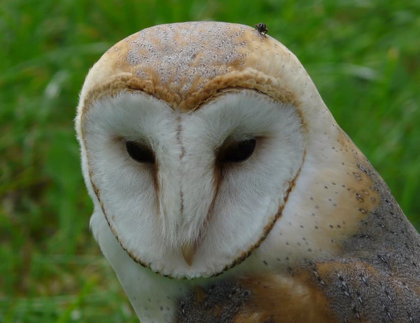 Common barn owl landing place for flies | Tyto alba : these … | Flickr