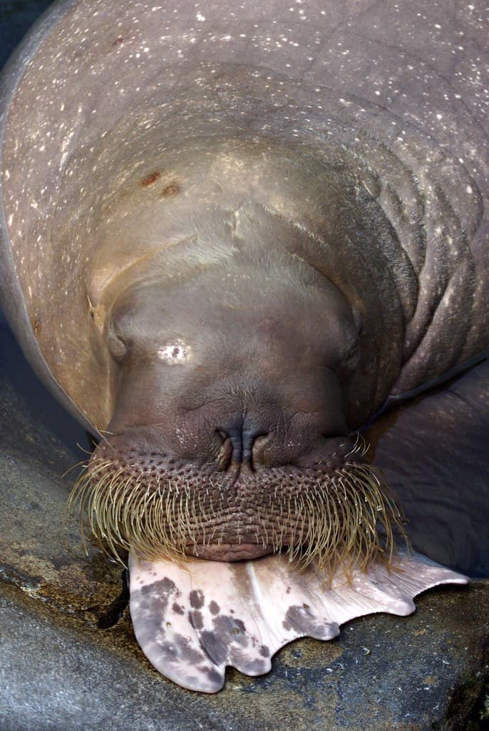 DSC04010 | Walrus (Odobenus rosmarus) It is a large flippere… | Flickr