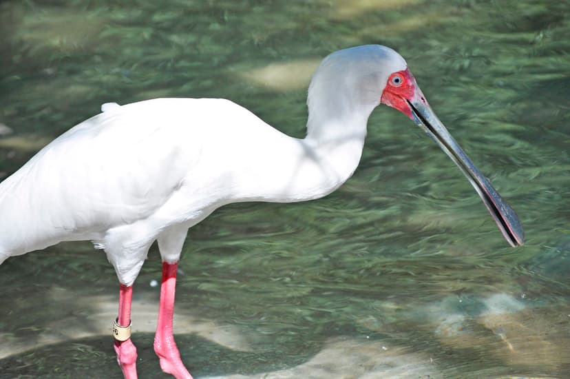 African Spoonbill (Platalea alba) | The African Spoonbill (P… | Flickr