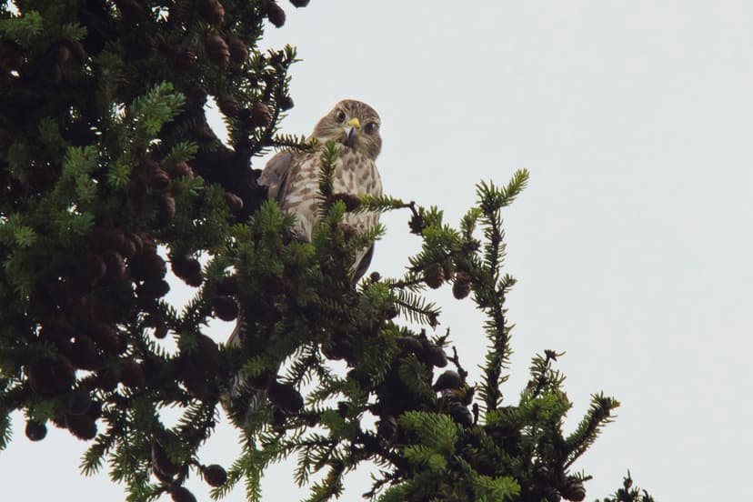 Sharp-shinned Hawk: Giving me the stink eye | The Sharp-Shin… | Flickr