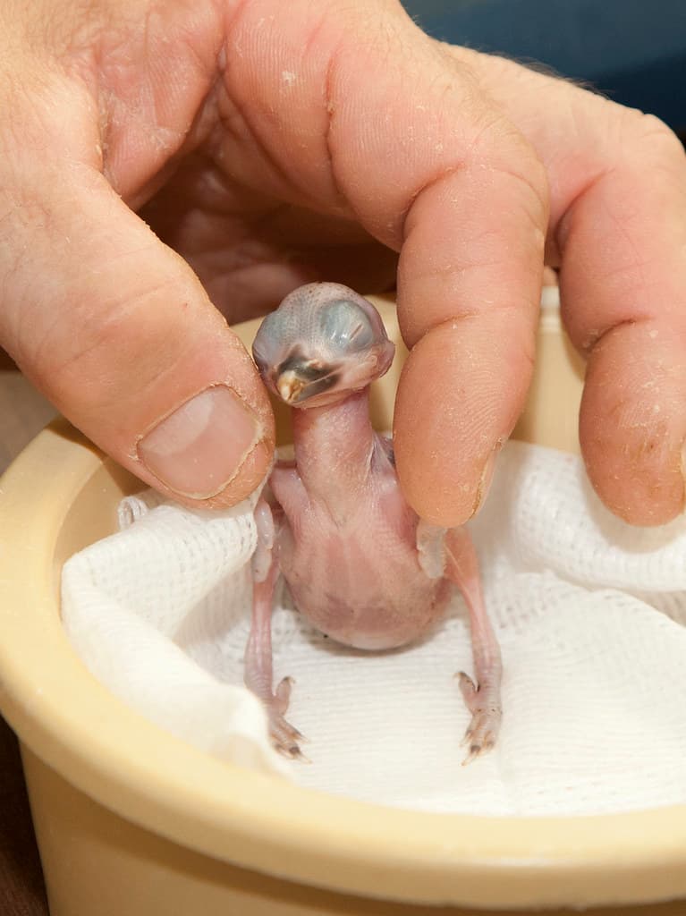 Extremely Rare Micronesian Kingfishers Hatch at the Smiths… | Flickr