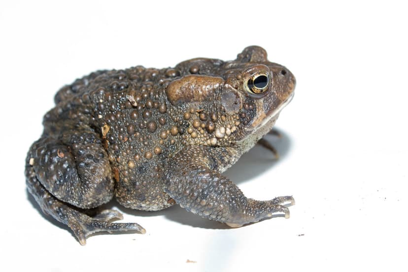 American toad | Brian Gratwicke | Flickr