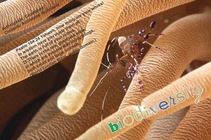 Psalm 104 biodiversity: cleaner shrimp on sea anemone | Flickr