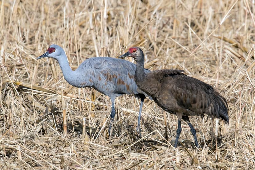 Melanistic Sandhill Crane | Bosque del Apache NWR, New Mexic… | Flickr