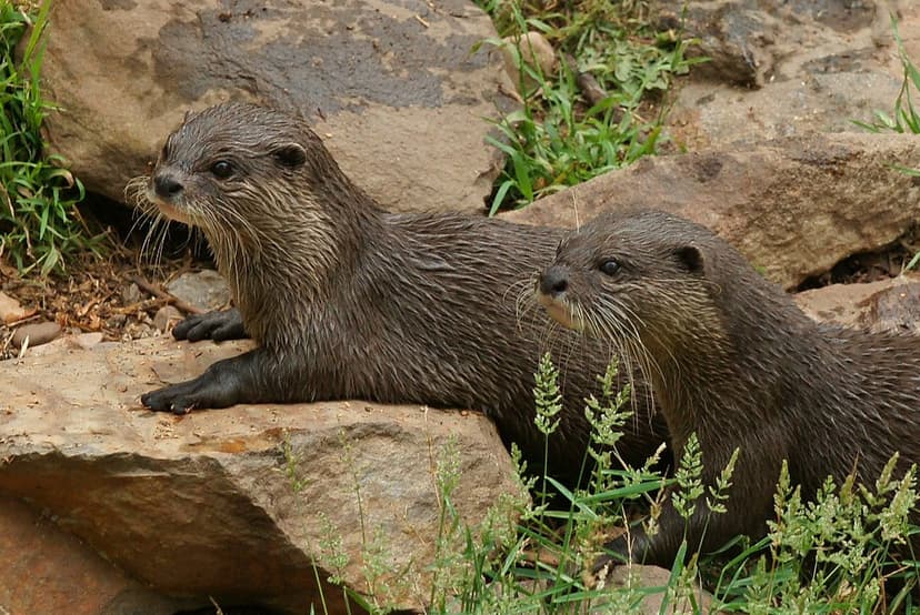 Oriental small-clawed otter | The World Conservation Union (… | Flickr