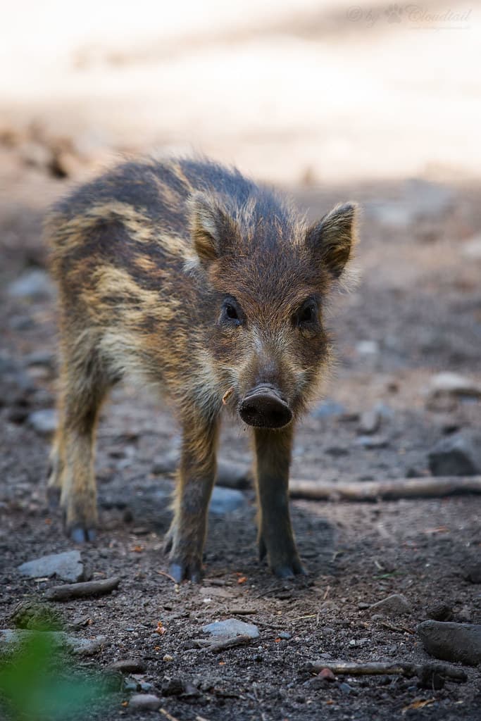 Young wild boar | A picture from a wild boar, I've seen at W… | Flickr