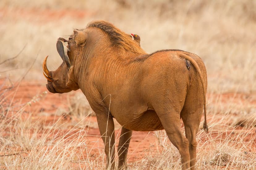 Desert Warthog - Phacochoerus aethiopicus, Ngutuni Lodge-3… | Flickr