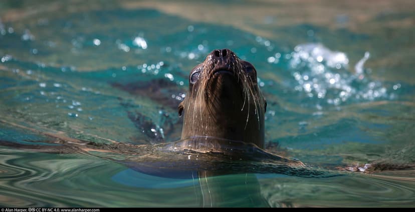 0077077 | California sea lion on Isla Cedros | Alan Harper | Flickr