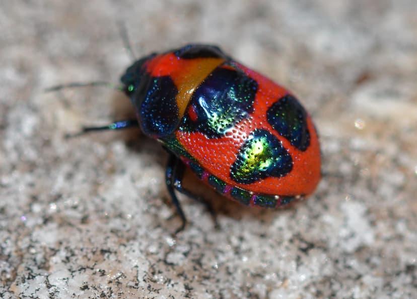 DSC_0581 ground shield bug, Choerocoris paganus (Fabricius… | Flickr