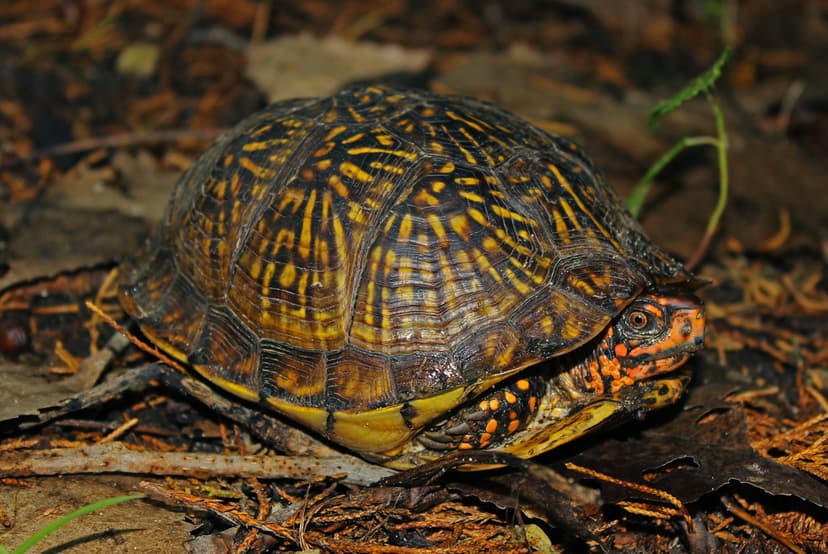 Three-Toed Box Turtle (Terrapene carolina triunguis) | Flickr